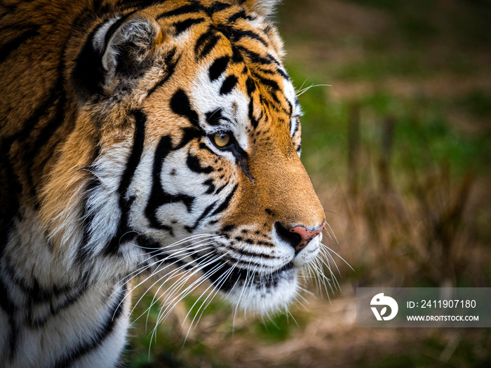 动物园里的老虎，西伯利亚虎或东北虎的侧面肖像