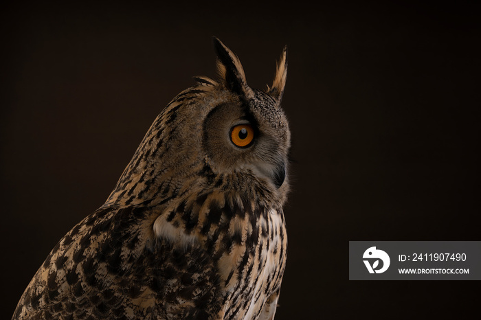 土库曼鹰鸮/bubo bubo turcomanus头部工作室的侧面图，棕色背景拍摄