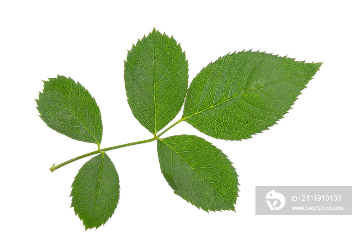 rose leaves on white background