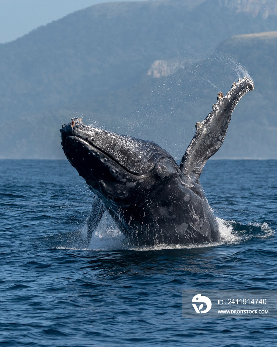 座头鲸（Megaptera novaeangliae）在南非南部海岸沙丁鱼捕捞期间闯入
