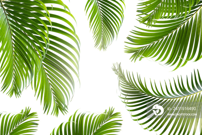 Beautiful green palm leaf isolated on white background with for design elements, tropical leaf, summ