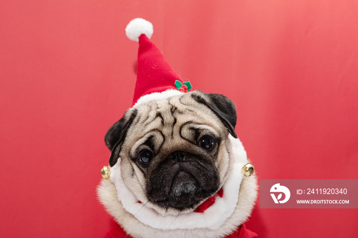 Adorable Pug wearing santa hat and santa costume in christmas day ready to celebrated with owner on 