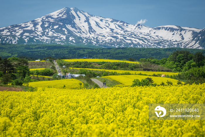 菜の花　鳥海山