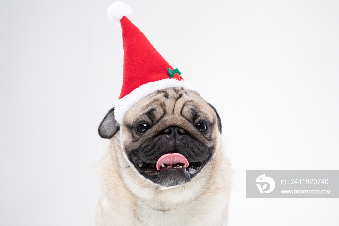 可爱的小狗在圣诞节戴着圣诞老人帽，准备和主人在灰色背景下庆祝，Ch