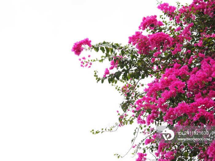 Pink Bougainvillea flower isolated