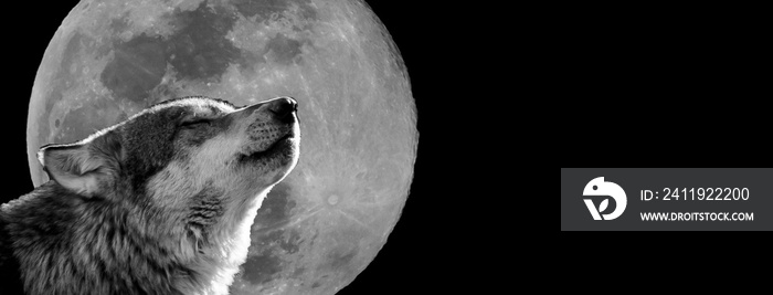 Wolf with a moon in background