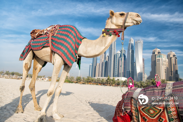 迪拜海滩摩天大楼背景上的骆驼。阿联酋迪拜码头JBR海滩风格：骆驼和骆驼