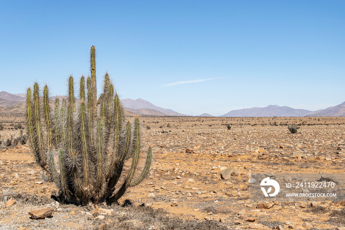 A large cactus in the Atacama Desert