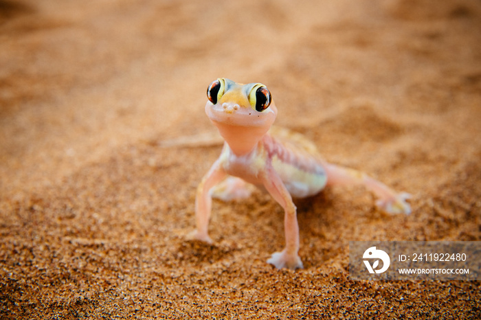 纳米比亚温得和克的Namibgecko im Sand