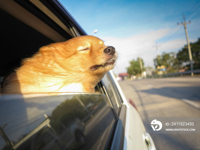 狗在车上呼吸新鲜空气