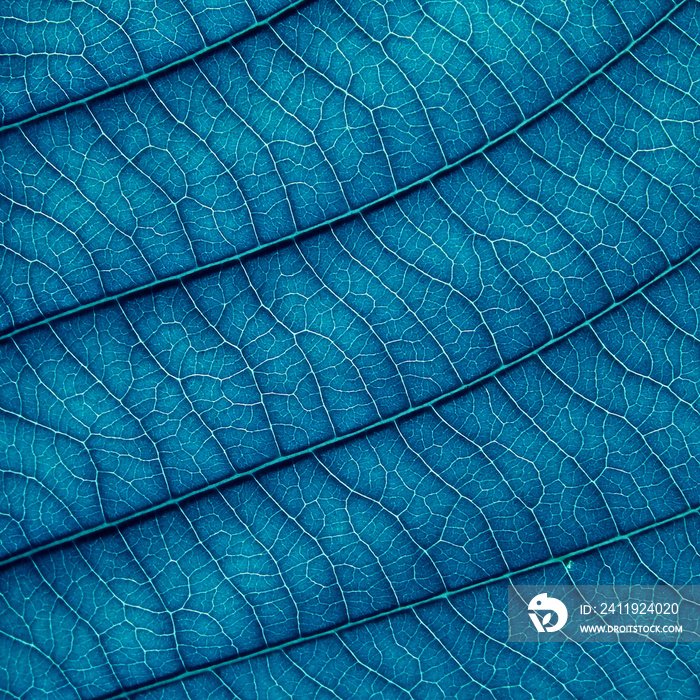 close up blue leaf texture