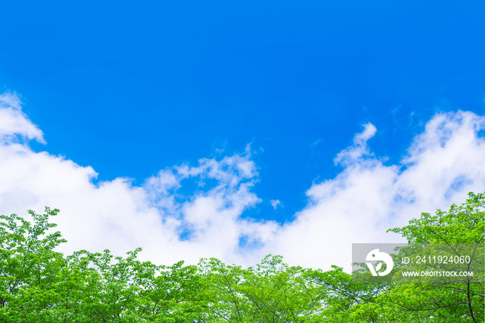 新緑と青空