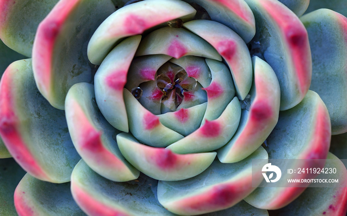 Green and purple rosette of succulent plant at the flower market