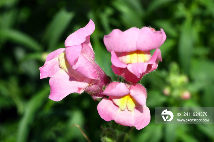 Antirrhinum majus