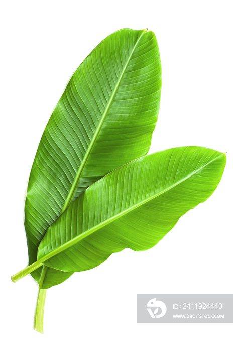 Banana leaves isolated over white