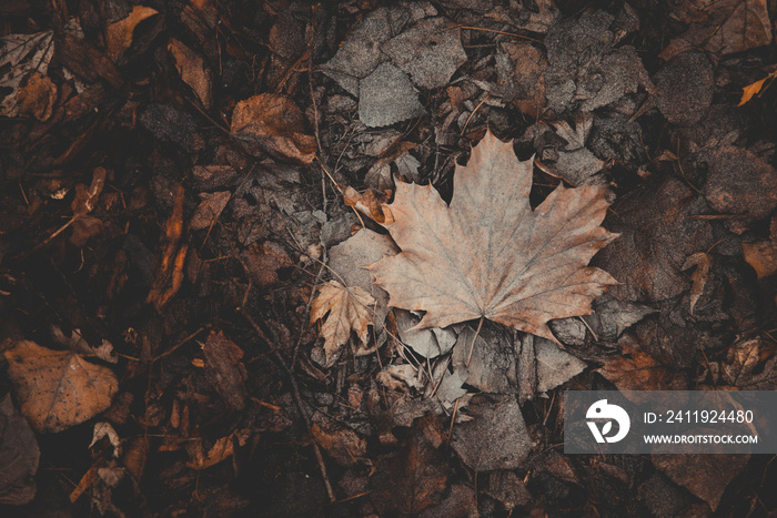 Brown frozen leaves and bark of tree on ground in winter mornings