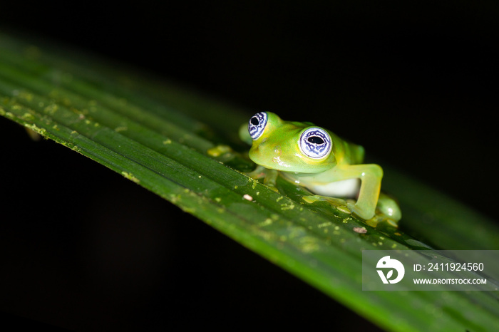 Nahaufnahme eines Geister Glasfroschs auf Planze