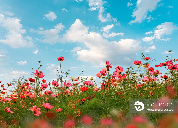 Beautiful pink cosmos flowers in garden with daylight natural background.