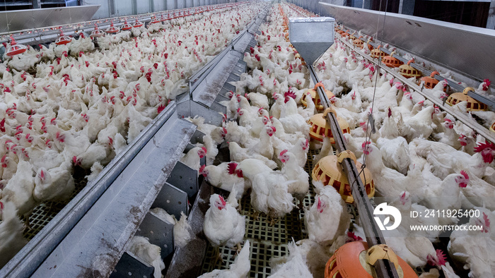 以养殖肉或蛋为食的家禽养殖场业务，白鸡养殖f