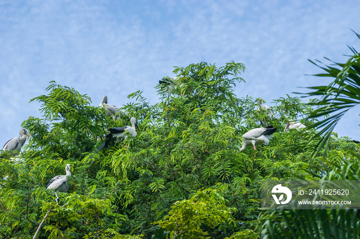 View of the pelicans sitting in top of tree against the blue sky