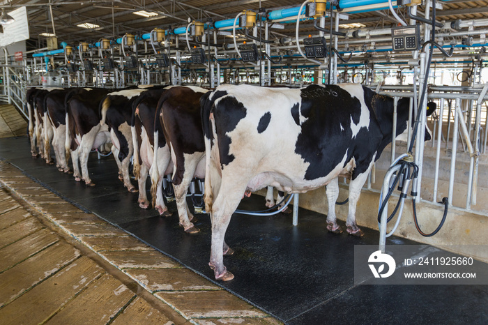 奶牛挤奶设施，在挤奶场用现代化的挤奶机挤奶。