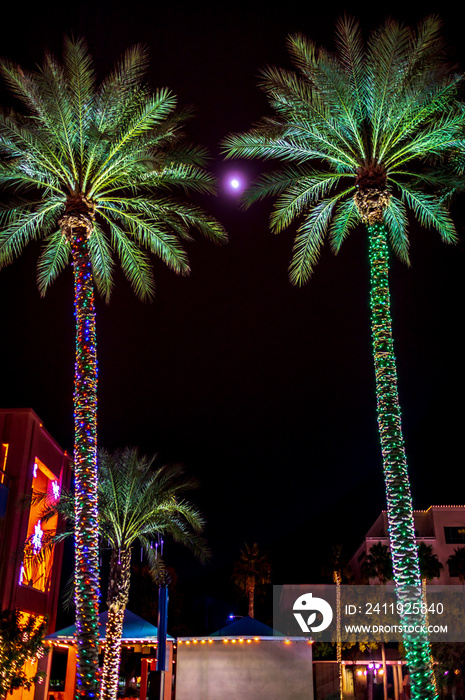 palm trees at christmas