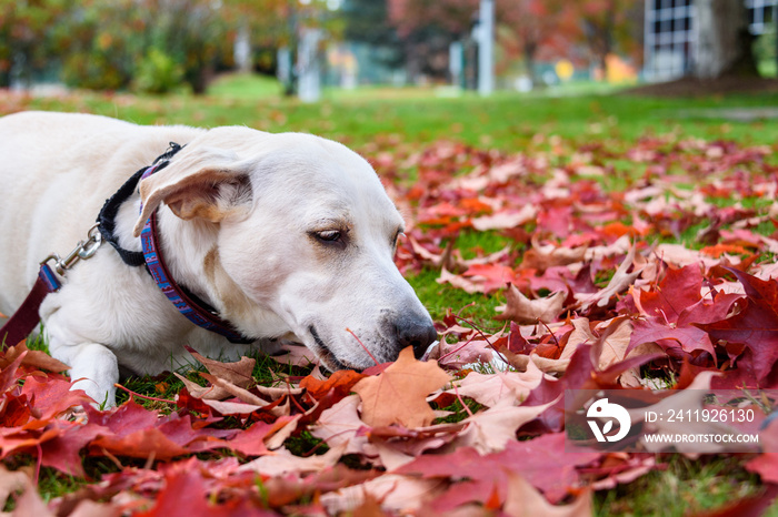 White lab mix rescue dog outside in the park, red maple leaves scattered on the grass, buildings in 