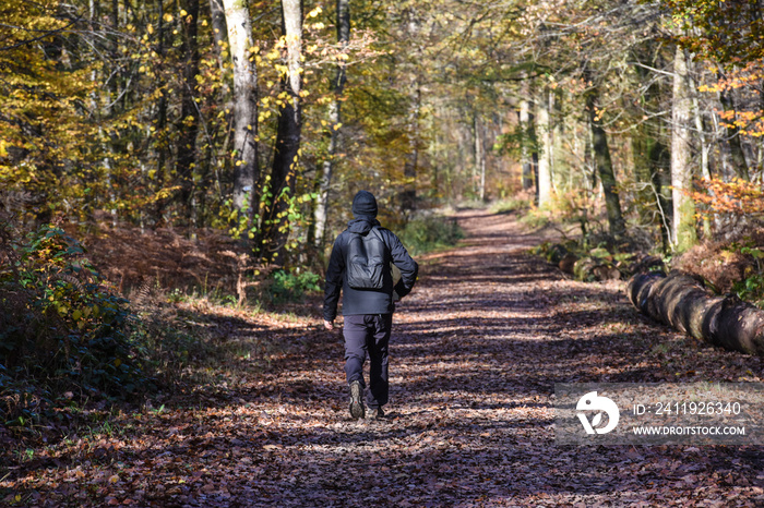 Belgique Wallonie automne nature foret balade randonnée