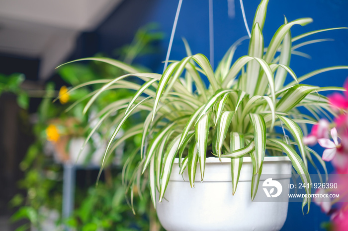 吊兰，白色吊盆/篮子中的蜘蛛植物，家用空气净化植物，in