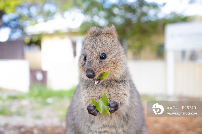 在西部珀斯的罗特尼斯特岛，最幸福的动物quokka微笑着吃着美味的叶子