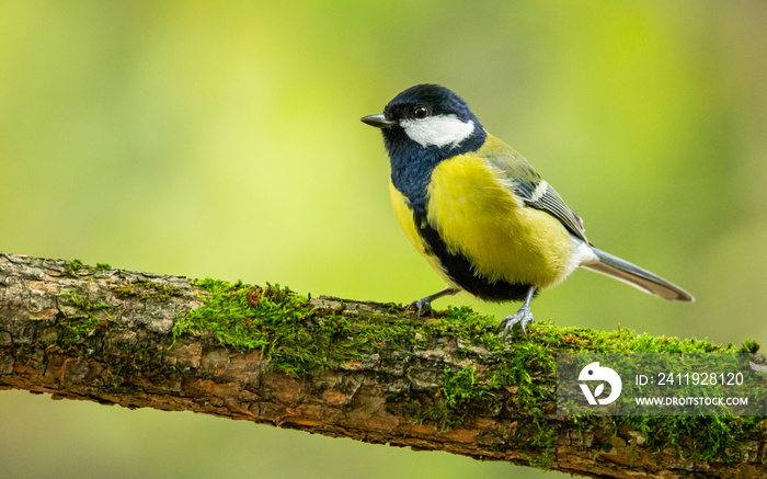 Bogatka zwyczajna Parus major