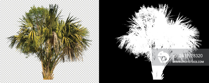 具有剪切路径的透明背景图像上的棕榈树