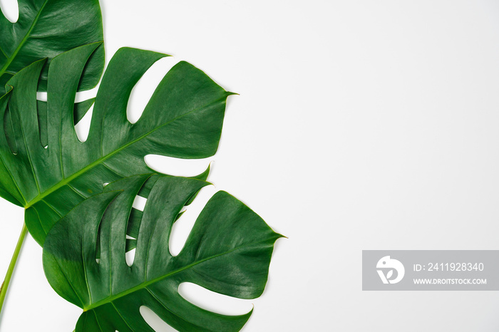 Monstera green leaf isolated on white background in flat lay style and top view.