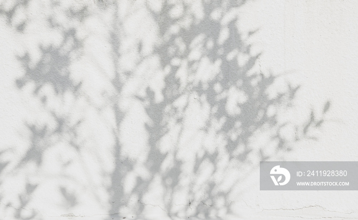 shadows leaf on a white concrete rough texture wall