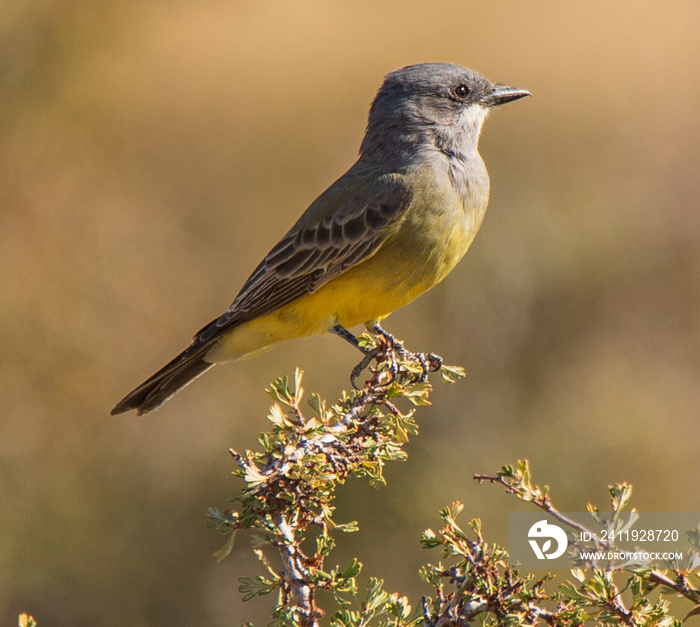 western kingbird