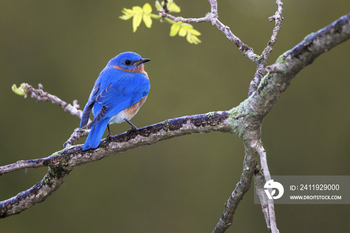 Eastern Bluebird (Sialia sialis) perched on a tree branch searching for food