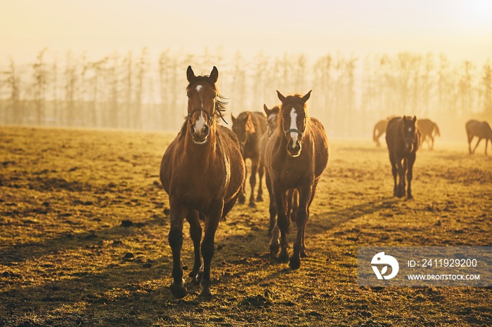 Herd of horses at sunset