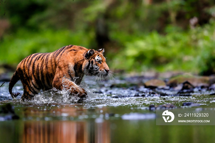 The largest cat in the world, Siberian tiger, hunts in a creek amid a green forest. Top predator in 