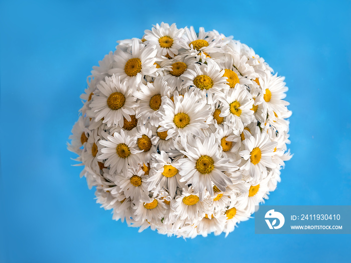 Little planet daisies