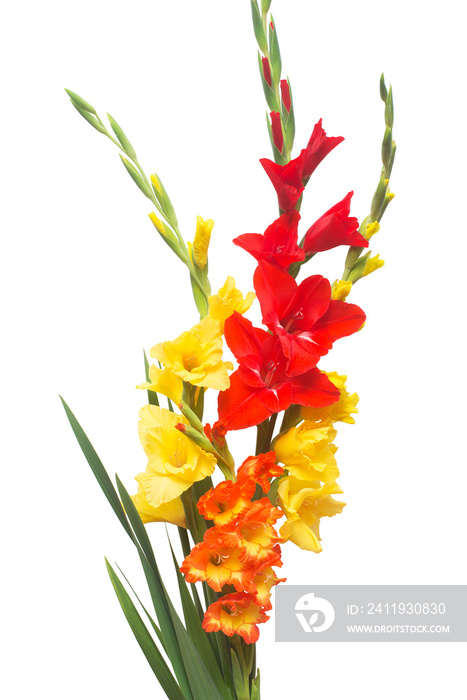 白色背景上隔离的五颜六色的唐菖蒲花的美丽花束。黄色、红色、橙色