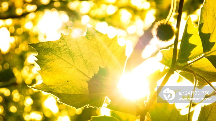 Rays of light shine through the tree