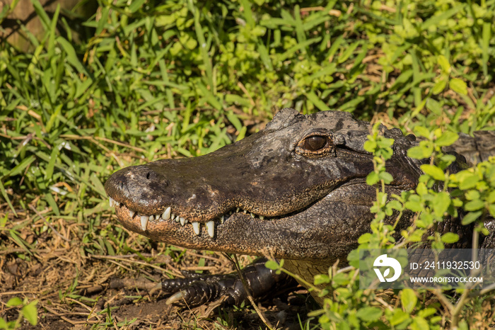 Portrait of an american alligator near St Augustine, Florida