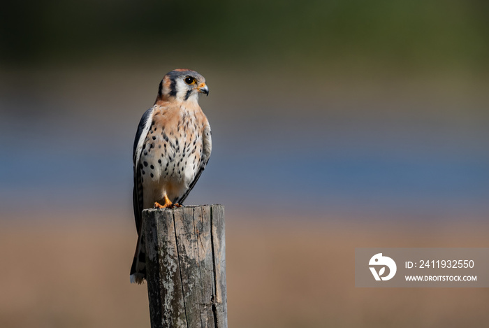 American Kestrel in Florida