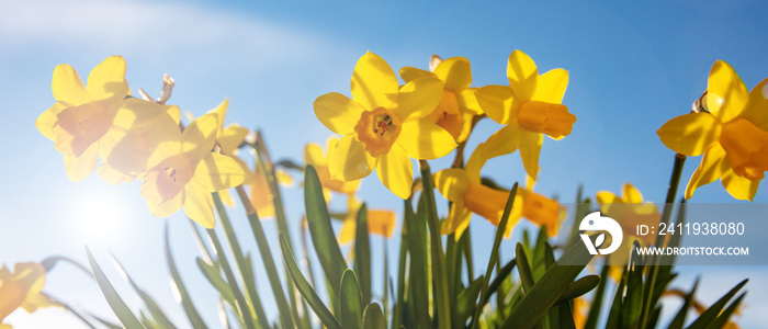 春花，蓝天背景下的黄色水仙花