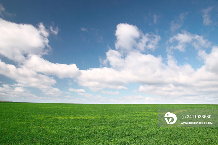 田野里有绿色的小麦和蓝色的天空