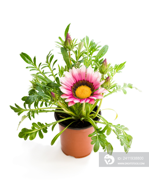 Colorful  Gazania plant in the flowerpot isolated on white