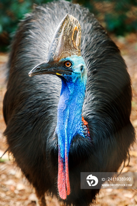 澳大利亚南部Cassowary