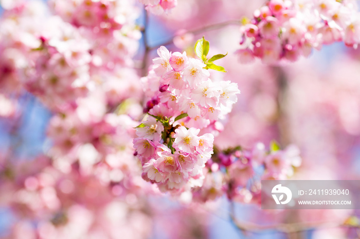 Sakura. Tree cherry on the garden.