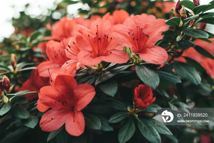 Blooming azaleas in the garden