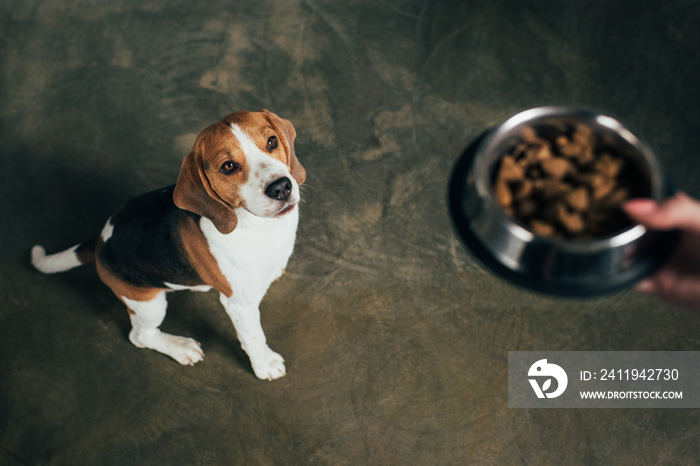 Cropped view of young woman holding bowl with pet food near adorable beagle dog